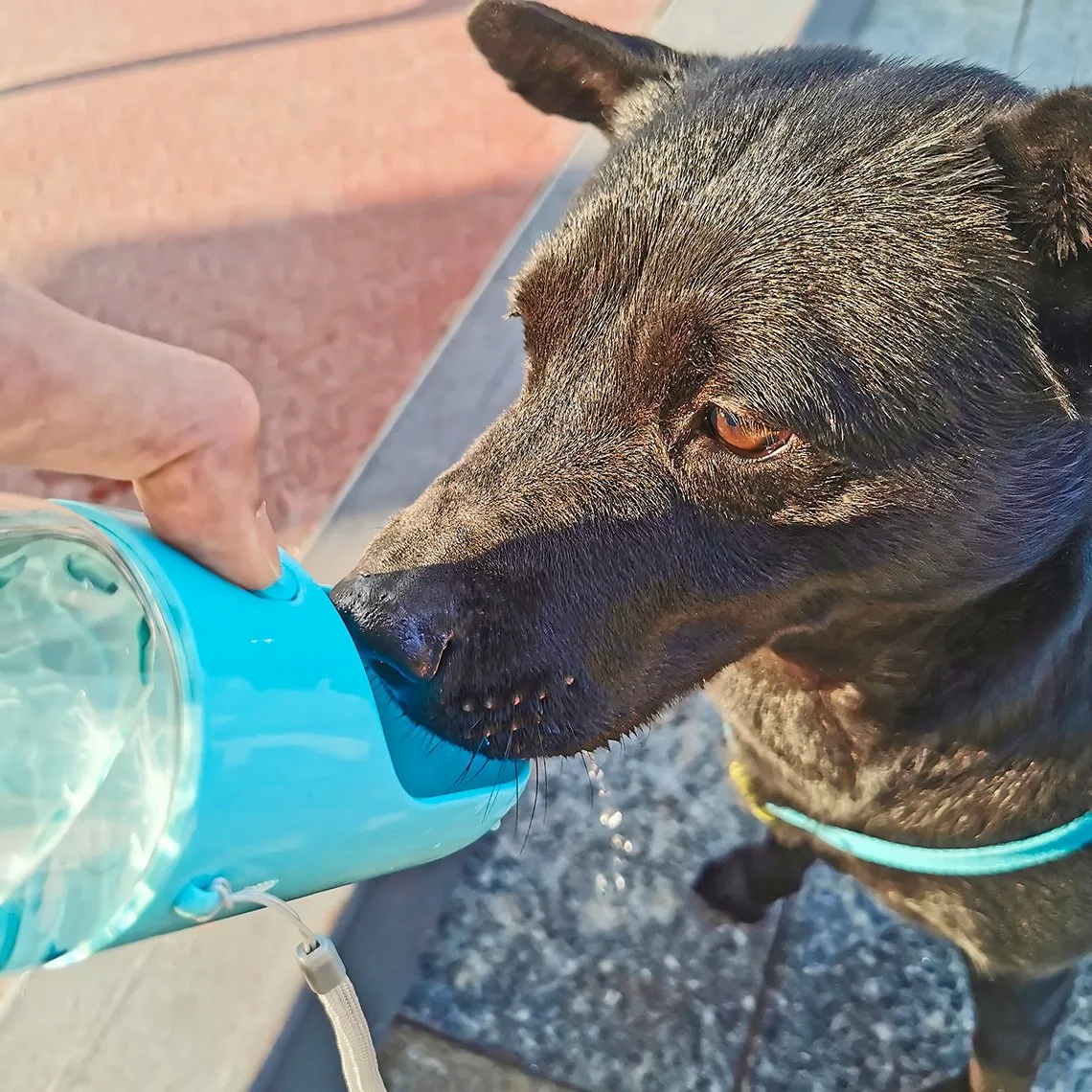 WolPet™ Bouteille Portable 3-en-1 pour Chien
