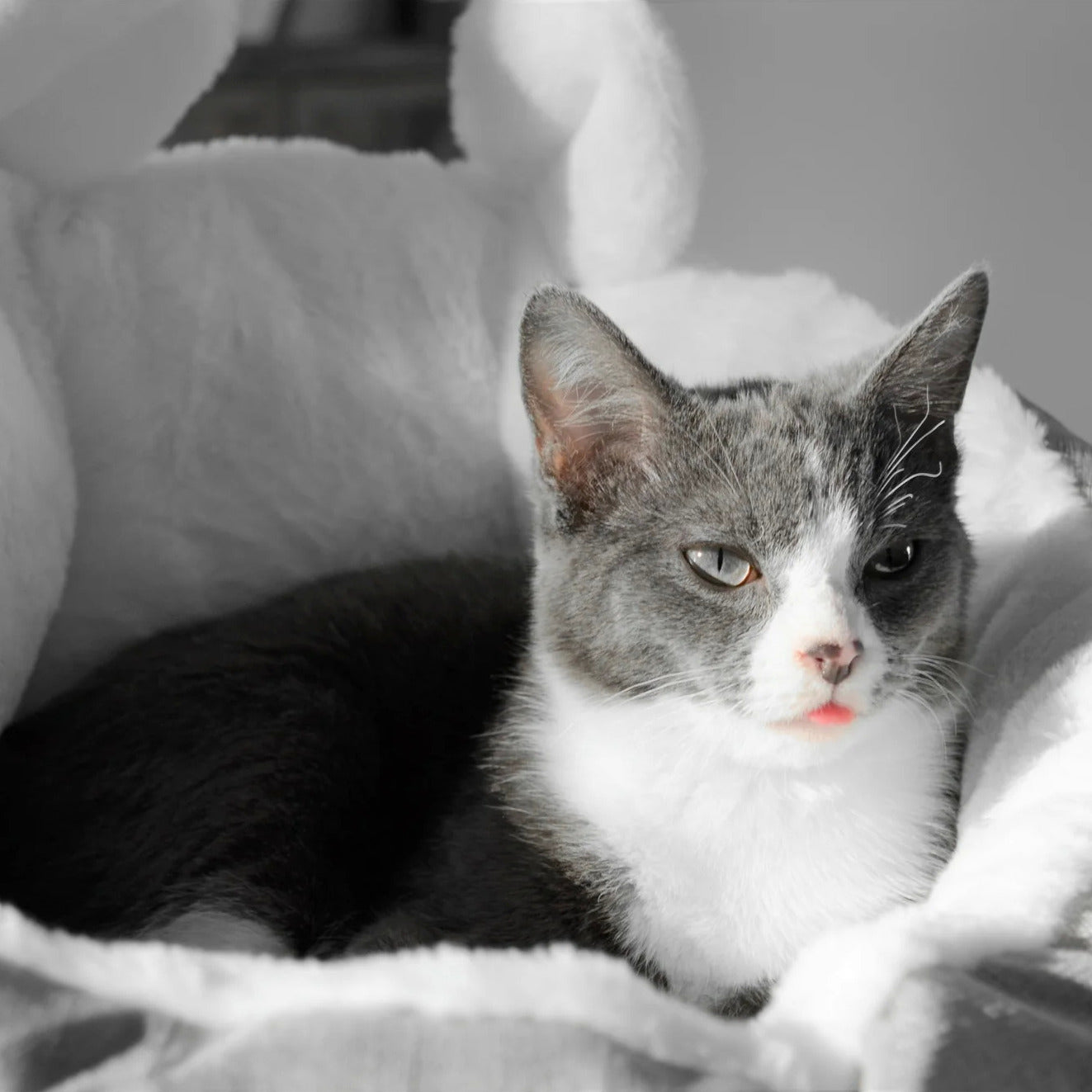 WolPet™ Lit Chaud et Moelleux pour Chat