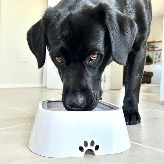 WolPet™ Gamelle Anti-Débordement Chiens & Chats