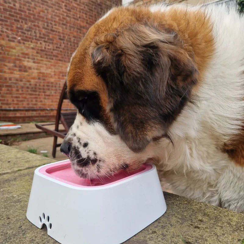 WolPet™ Gamelle Anti-Débordement Chiens & Chats